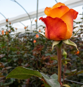 Premium Roses