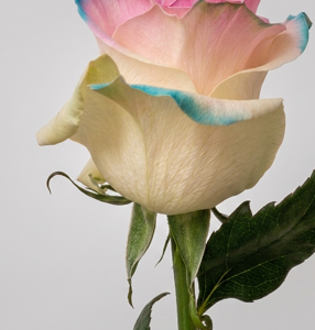 Tinted Roses