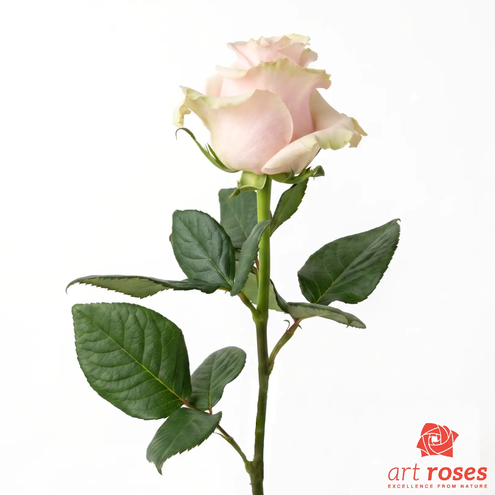 ArtRoses-Pink-Mondial_f