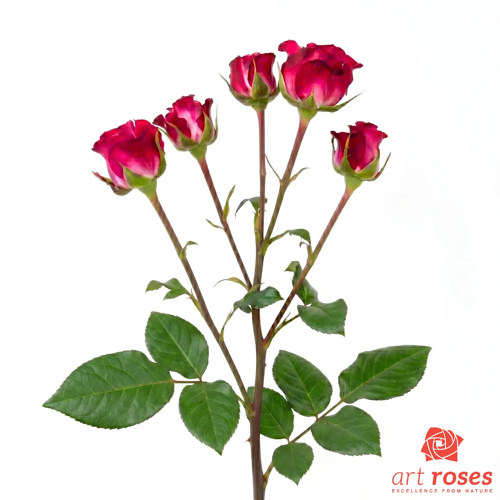 ArtRoses-Cherry-Blossoms_f ArtRoses-Cherry-Blossoms_f