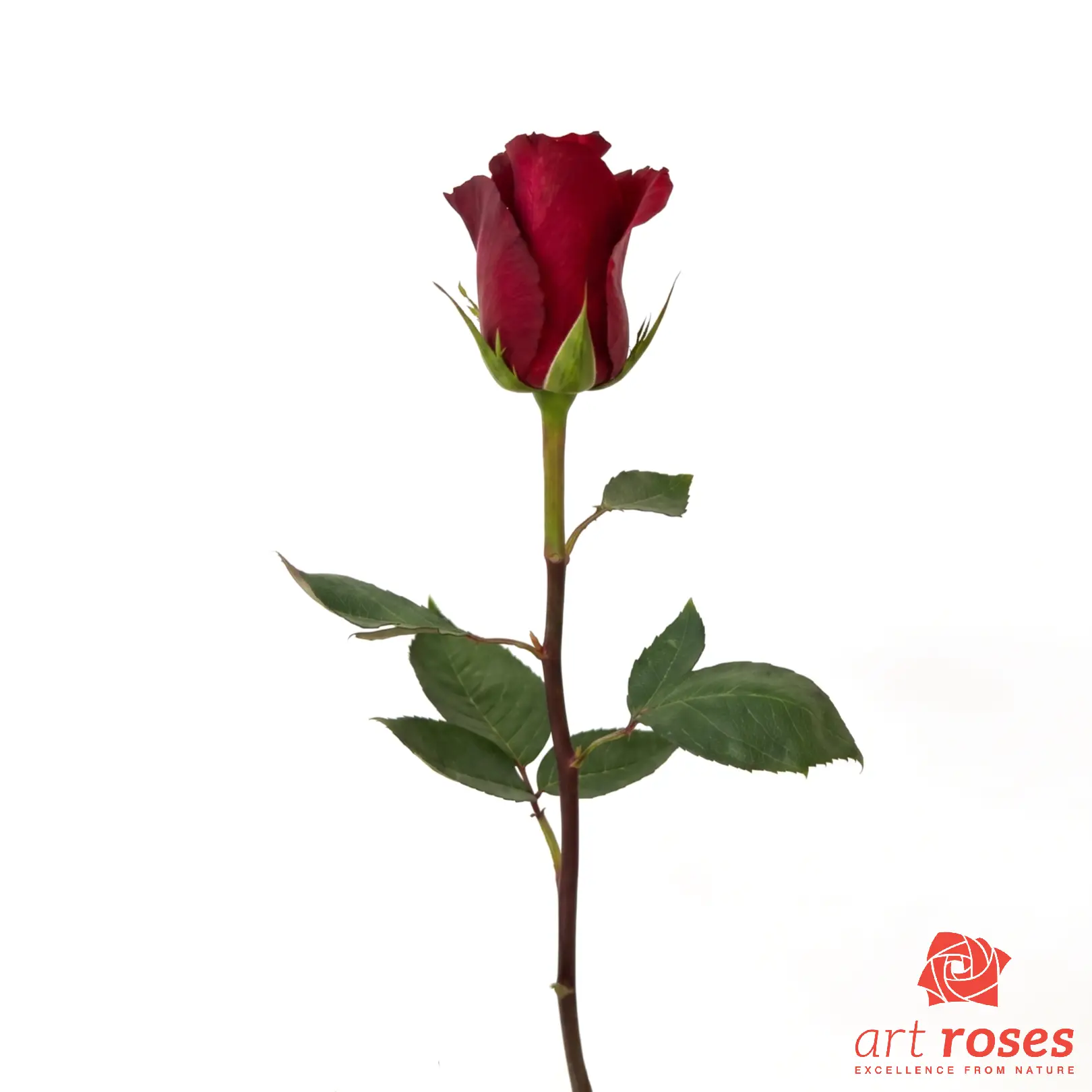 ArtRoses-Dallas_f ArtRoses-Dallas_f