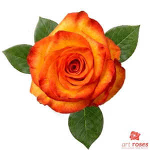 ArtRoses-High&Orange-Magic