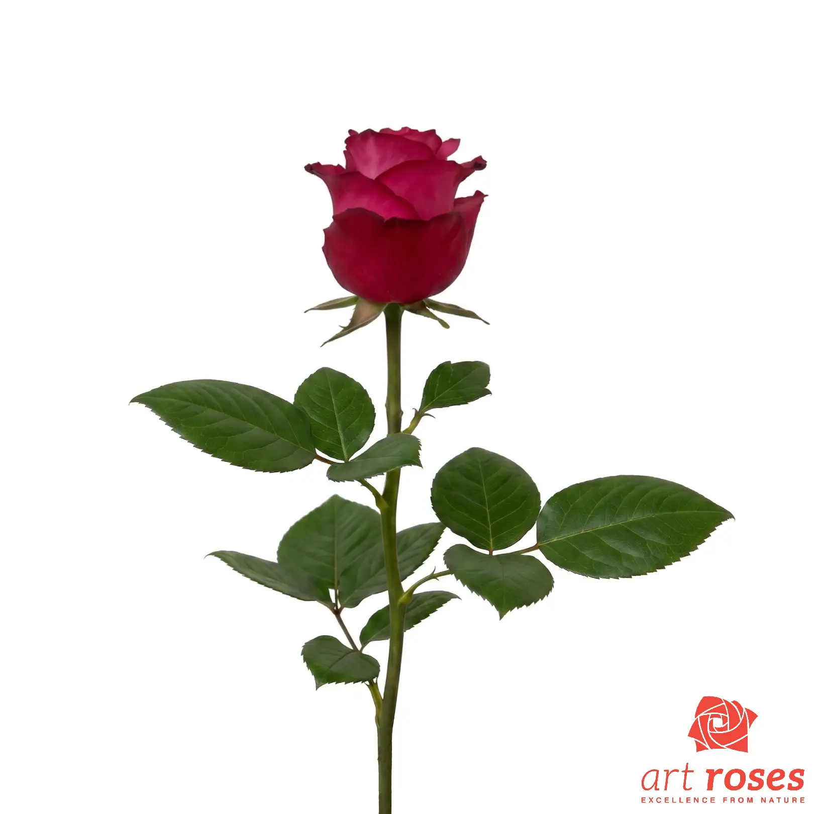 ArtRoses-Lola_f
