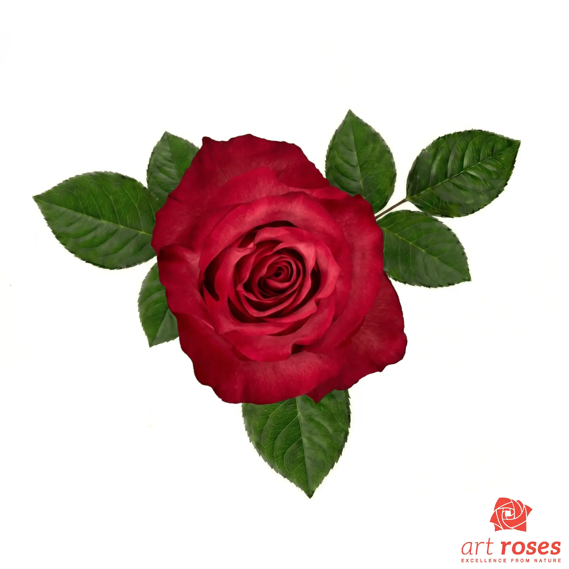 ArtRoses-Lola ArtRoses-Lola
