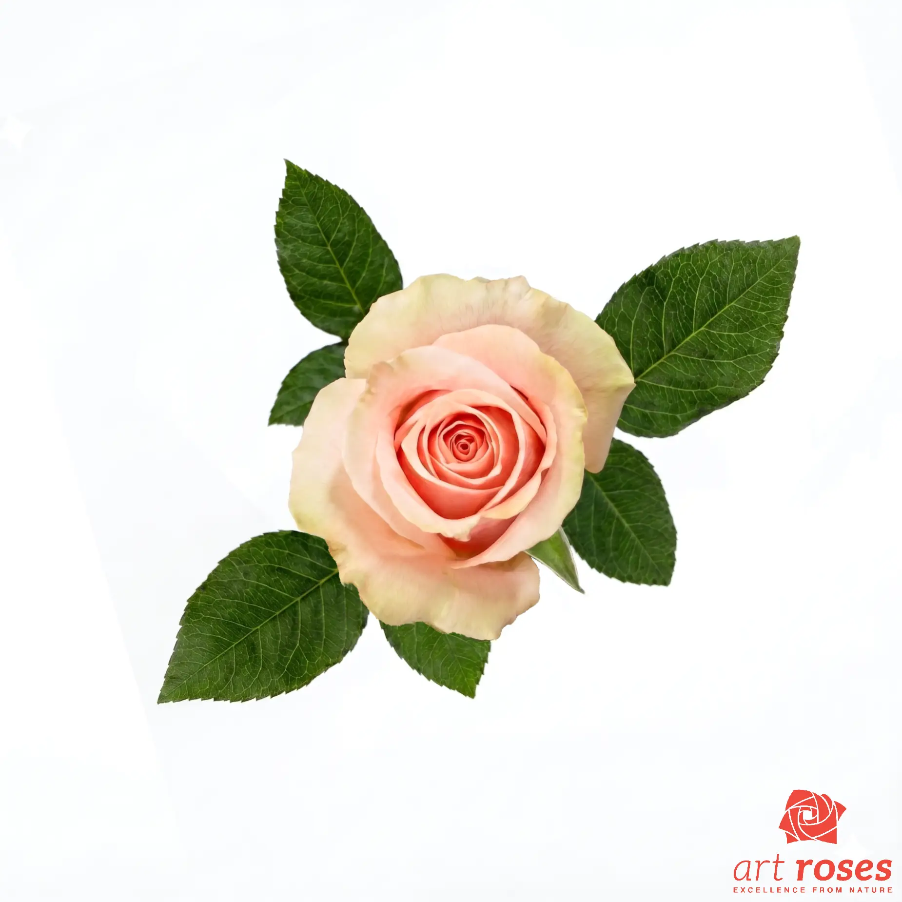 ArtRoses-Madonna ArtRoses-Madonna