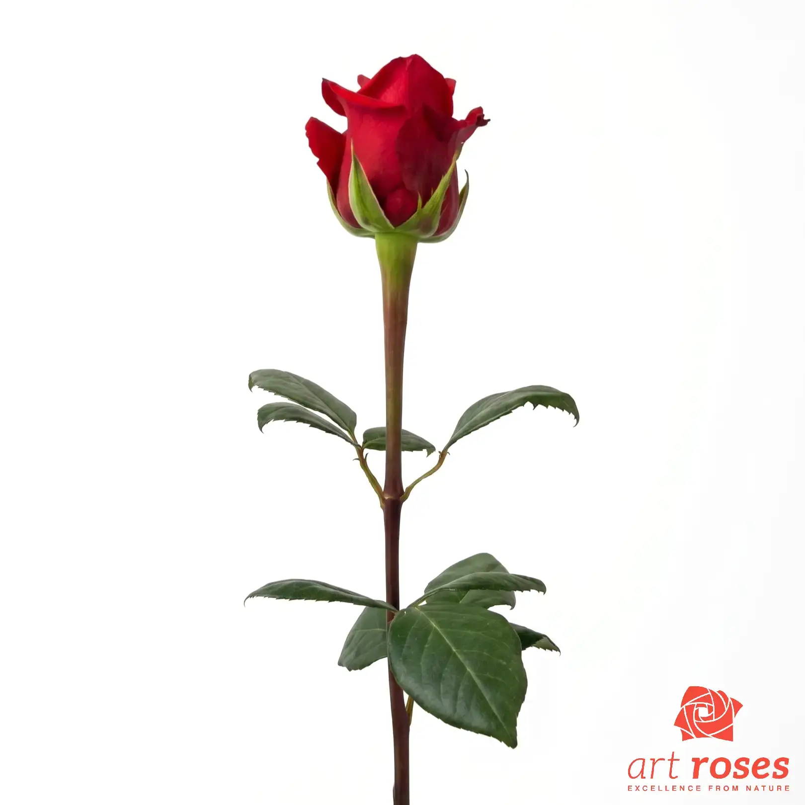 ArtRoses-Nina_f ArtRoses-Nina_f