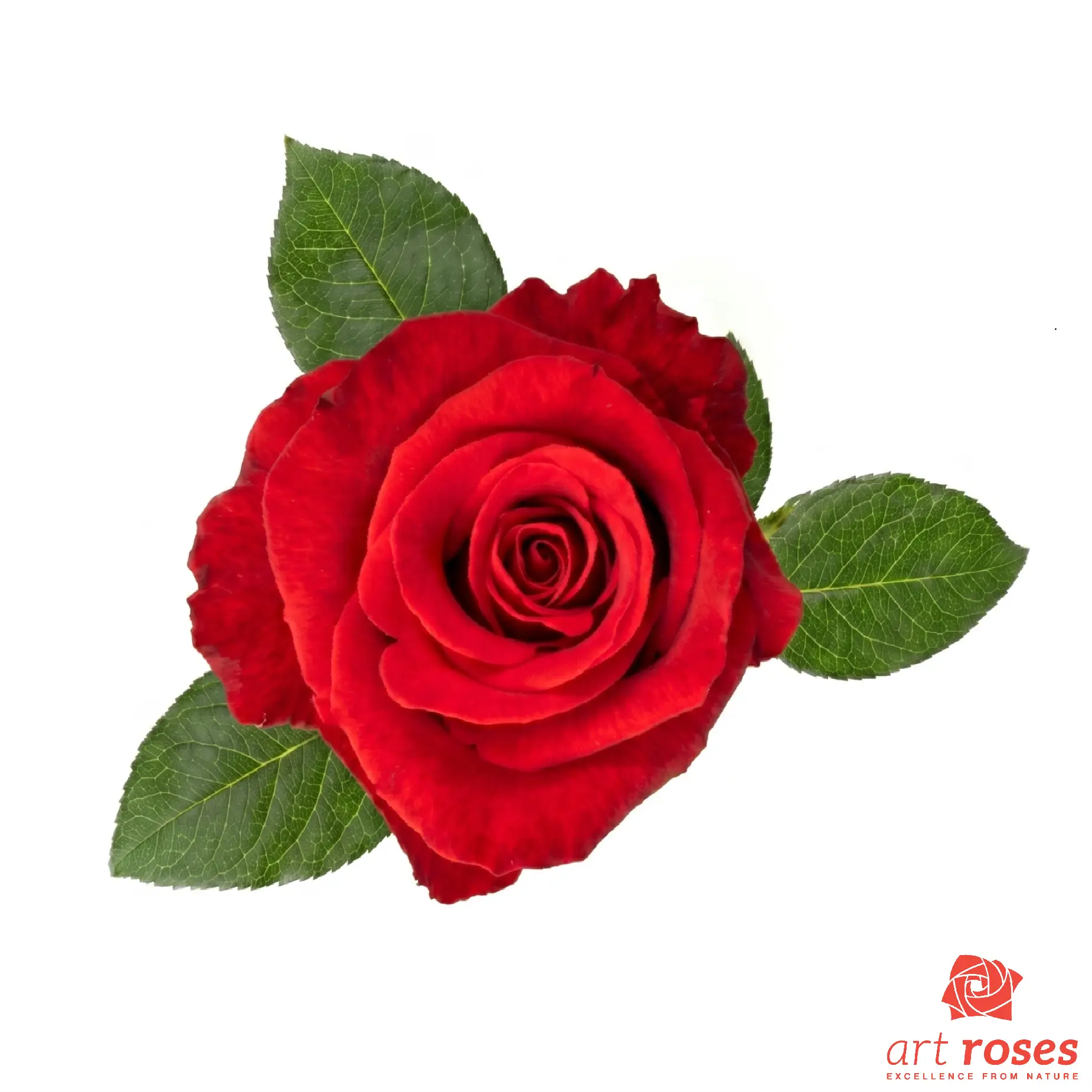 ArtRoses-Nina ArtRoses-Nina