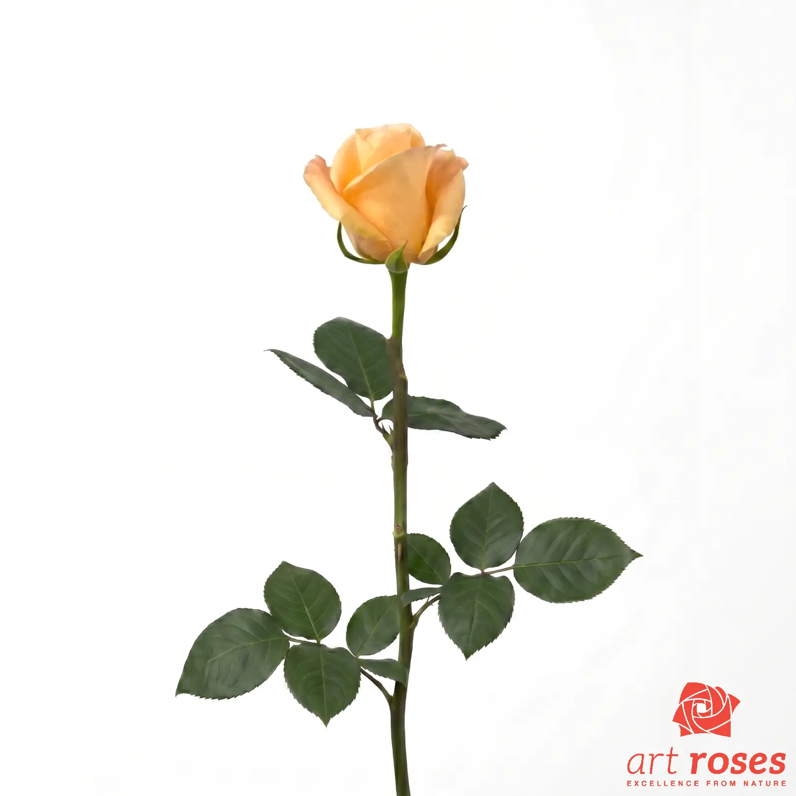 ArtRoses-Peach-Wave_f ArtRoses-Peach-Wave_f
