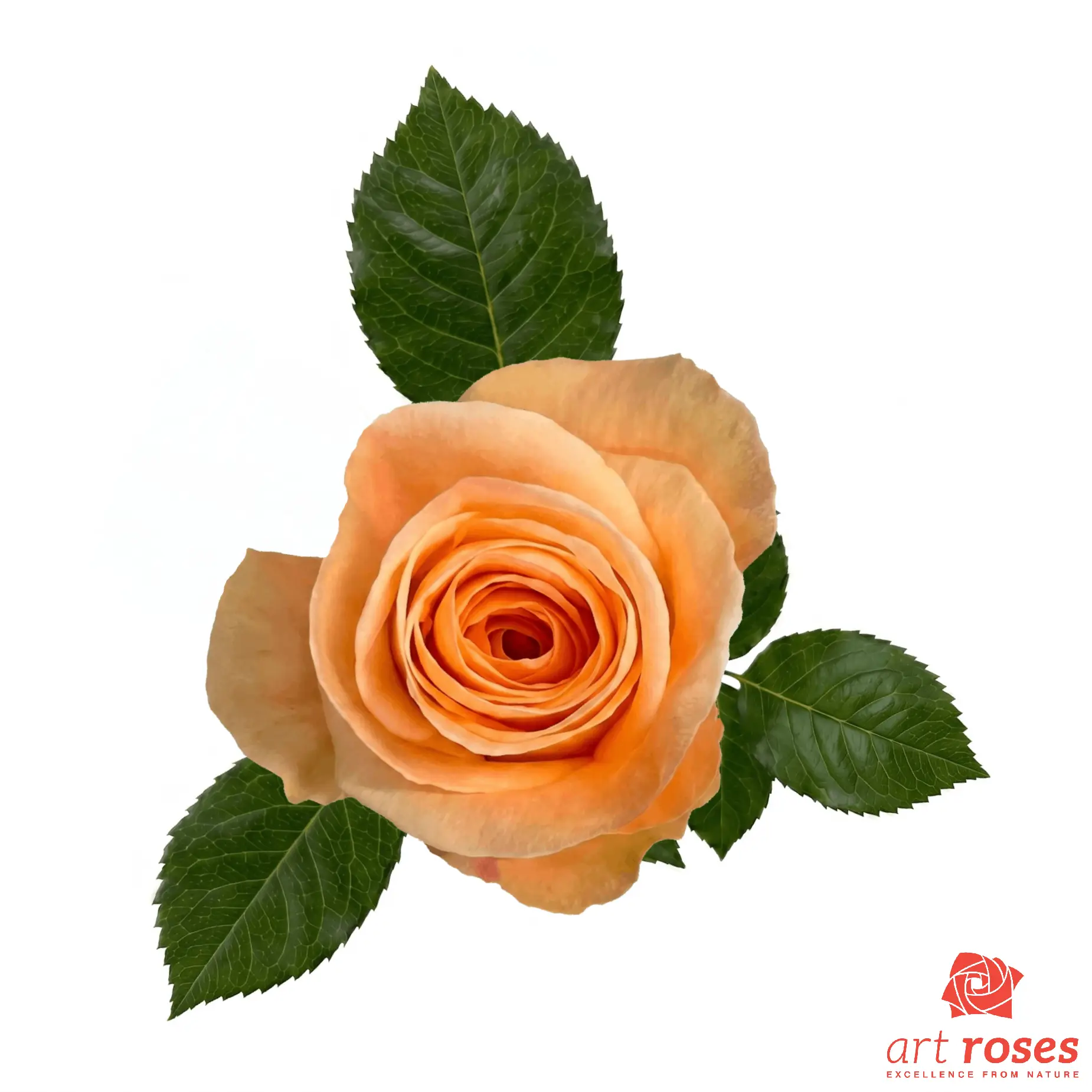 ArtRoses-Peach-Wave ArtRoses-Peach-Wave