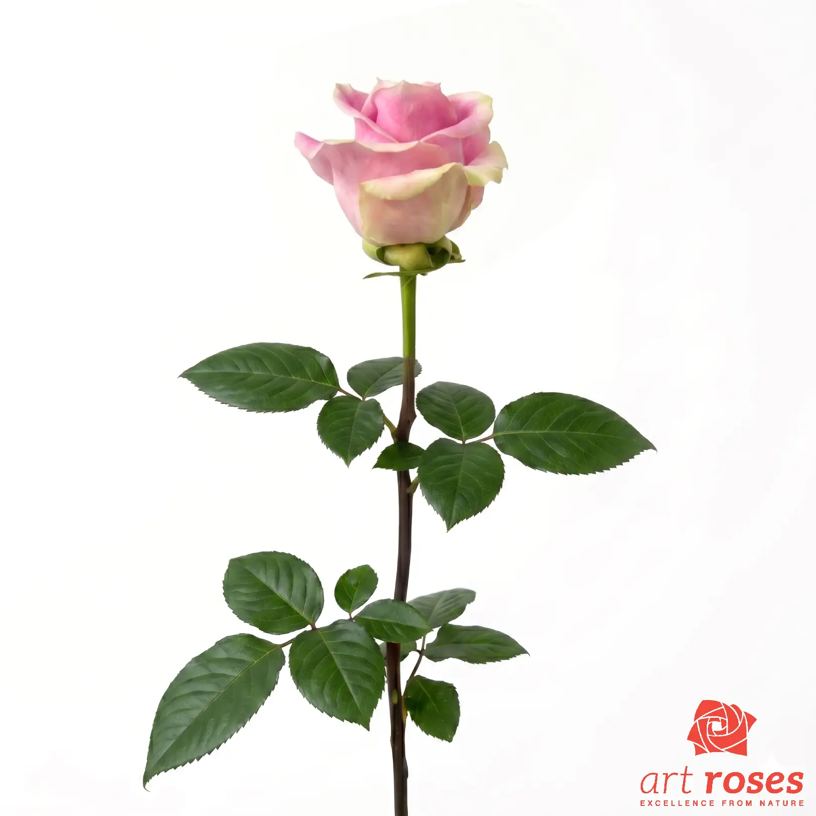 ArtRoses-Rosita-Vendela_f