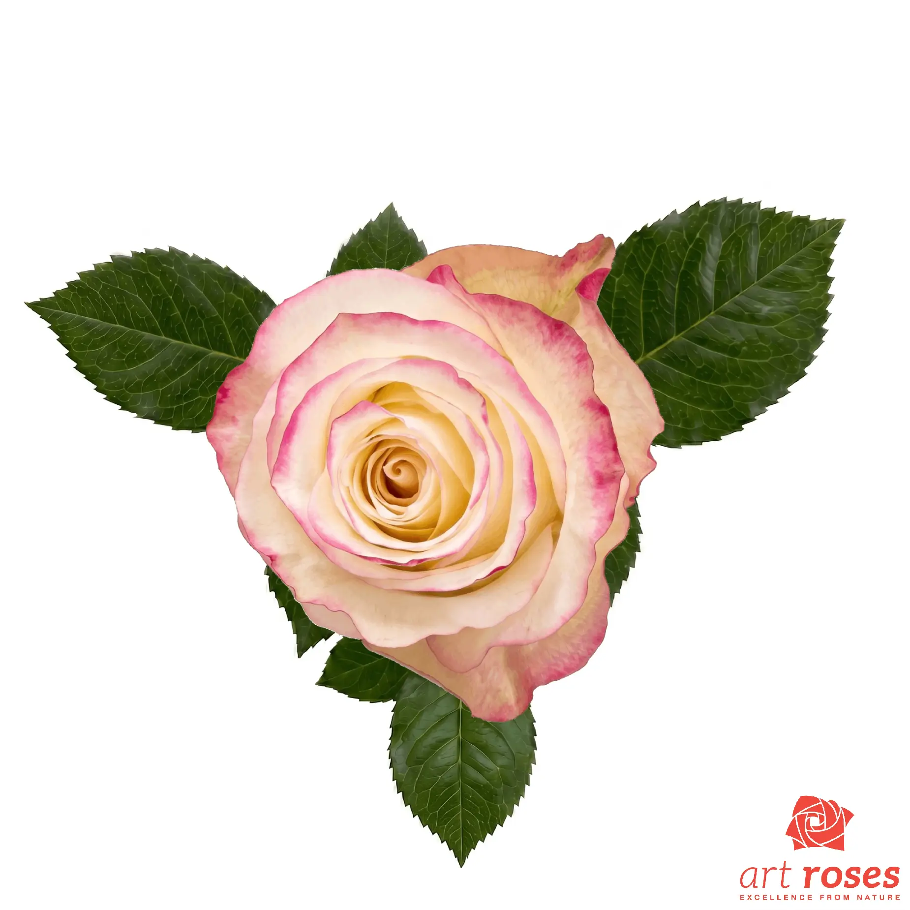 ArtRoses-Sweetness
